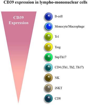 Ectonucleotidase Modulation of Lymphocyte Function in Gut and Liver